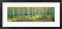 Aspens, Ashley Fine Art Print