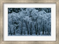 Black Oaks, Yosemite Fine Art Print