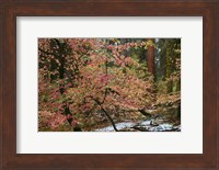 Dogwoods & Sequoia Fine Art Print