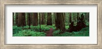 Redwoods Path Fine Art Print