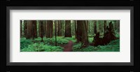 Redwoods Path Fine Art Print