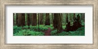 Redwoods Path Fine Art Print