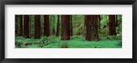 Redwoods, Rolph Grove Fine Art Print