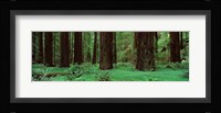 Redwoods, Rolph Grove Fine Art Print