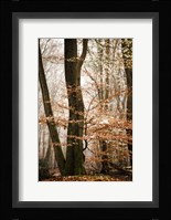 Bronze Tree Fine Art Print