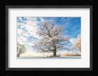 Cold Oak Fine Art Print