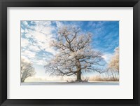 Cold Oak Fine Art Print