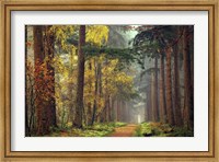 Colors of the Forest Fine Art Print