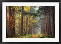 Colors of the Forest Fine Art Print