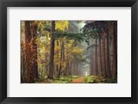 Colors of the Forest Fine Art Print