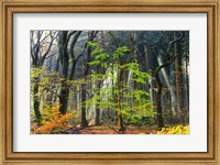 Colors of the Forest IV Fine Art Print