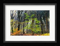 Colors of the Forest IV Fine Art Print