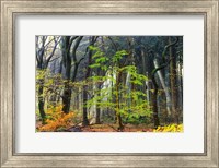 Colors of the Forest IV Fine Art Print