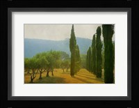 Cypress Shadows Fine Art Print