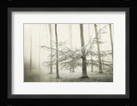 Only for Unicorns Fine Art Print