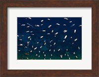 Boat Conference - Amalfi Coast Fine Art Print