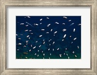 Boat Conference - Amalfi Coast Fine Art Print