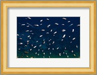 Boat Conference - Amalfi Coast Fine Art Print