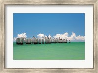 Gull Conference Fine Art Print