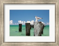 Welcome to Naples, Florida Fine Art Print