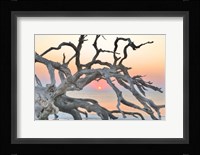 Sunrise Sentinel Fine Art Print