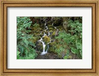 Fern Waterfall Fine Art Print