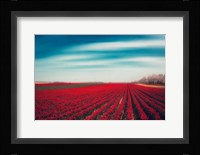 Tulips Fine Art Print