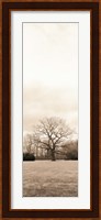 Chestnut Tree Fine Art Print