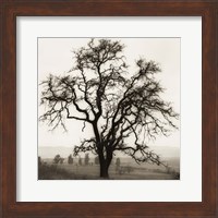 Country Oak Tree Fine Art Print