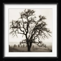 Country Oak Tree Fine Art Print