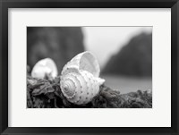 Crescent Beach Shells 1 Fine Art Print