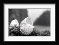 Crescent Beach Shells 1 Fine Art Print
