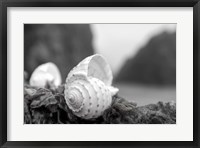 Crescent Beach Shells 1 Fine Art Print