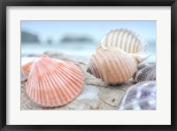 Crescent Beach Shells 10 Fine Art Print