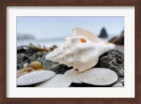 Crescent Beach Shells 11 Fine Art Print