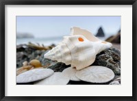 Crescent Beach Shells 11 Fine Art Print