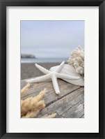 Crescent Beach Shells 13 Fine Art Print