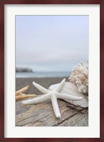 Crescent Beach Shells 14 Fine Art Print