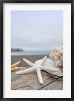 Crescent Beach Shells 14 Fine Art Print