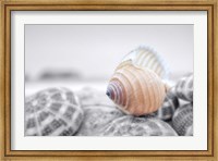 Crescent Beach Shells 15 Fine Art Print