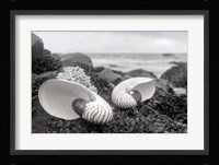 Crescent Beach Shells 2 Fine Art Print