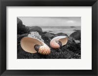 Crescent Beach Shells 2 Fine Art Print