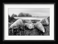 Crescent Beach Shells 3 Fine Art Print