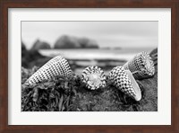 Crescent Beach Shells 3 Fine Art Print