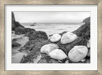 Crescent Beach Shells 4 Fine Art Print