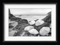 Crescent Beach Shells 4 Fine Art Print