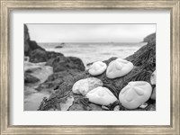 Crescent Beach Shells 4 Fine Art Print