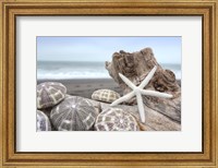 Crescent Beach Shells 5 Fine Art Print