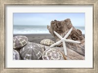 Crescent Beach Shells 5 Fine Art Print