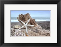Crescent Beach Shells 6 Fine Art Print